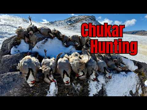 Видео: ЧУКАРСКИЙ ЛАГЕРЬ! Охота на Чукара в свежем снегу всей семьей!