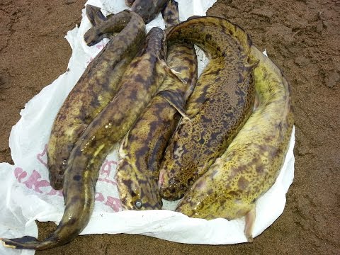 Видео: Рыбалка на налима осенью.ночь.