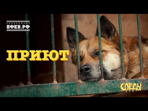 Видео: Следы - Приют