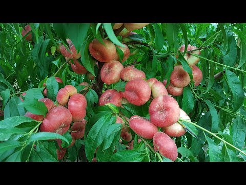 Видео: Нектарин инжирный Концеттина (Nectarine Concettina)