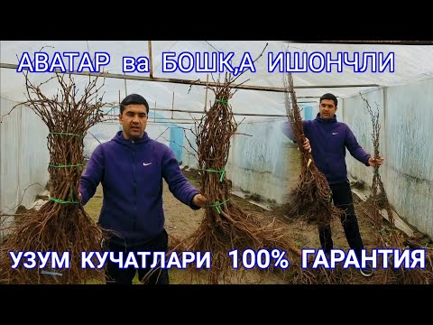 Видео: #аватар   ИШОНЧЛИ  УЗУМ   Кучатлари  К,аерда  Сотилади  ..........