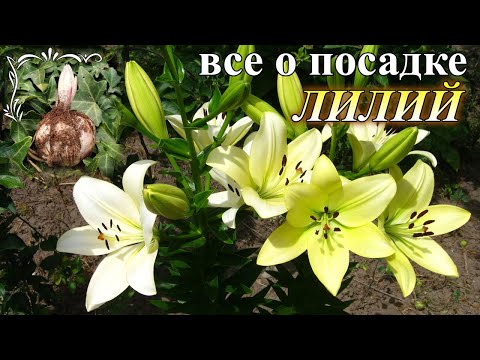 Видео: Всё о посадке и пересадке лилий.