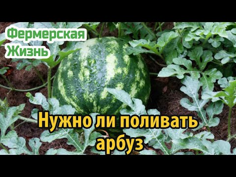 Видео: Нужно ли поливать арбуз