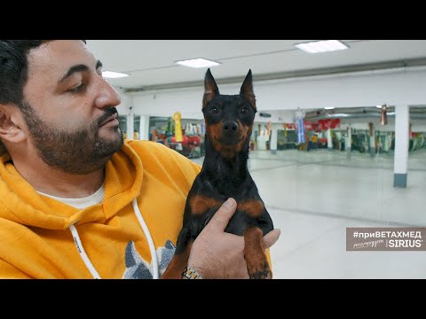 Видео: Подготовка к выставке цвергпинчера // #приВЕТАХМЕД