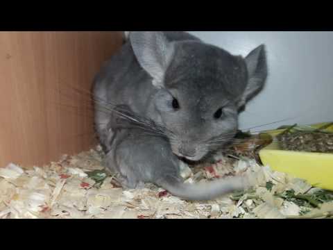 Видео: Можно ли Брать в Руки Новорожденных Шиншиллят!