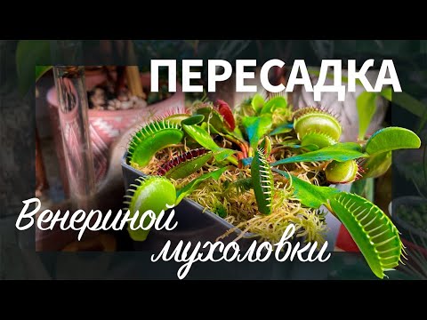 Видео: Пересадка венериной мухоловки