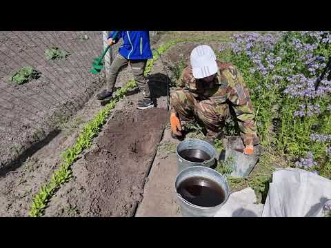 Видео: Посадка саджанця фісташки