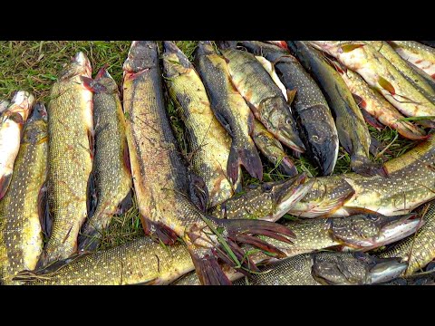 Видео: Эти места - РАЙ ДЛЯ РЫБАКА! ОЗЕРО БЕЗ БЕРЕГОВ КИПИТ ОТ РЫБЫ! Рыбалка 2025
