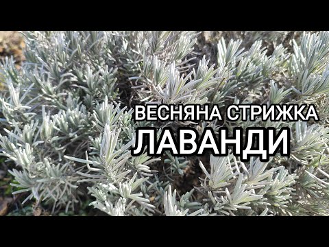 Видео: Обрізка лаванди весною. Формування куща. Обрізка для пишного цвітіння #лаванда#розмноженнялаванди