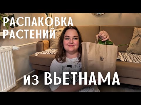 Видео: РАСПАКОВКА растений из АЗИИ | как ДОЕХАЛИ | ПЕРЕСАДКА и реанимация