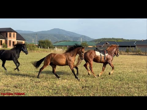 Видео: Обьездка тяжеловоза часть 2