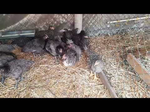 Видео: 👍Порода курей  Гріз Сенді.Що це за порода?