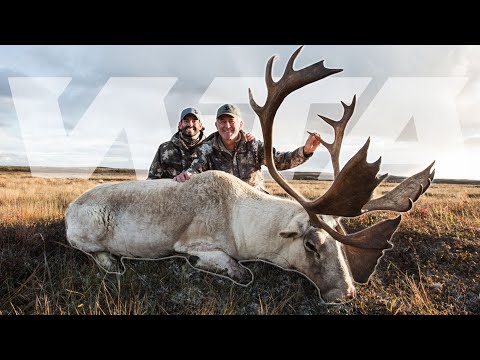 Видео: Охота на лесного карибу с винтовкой: Ньюфаундленд | Трофейные приключения по всему миру