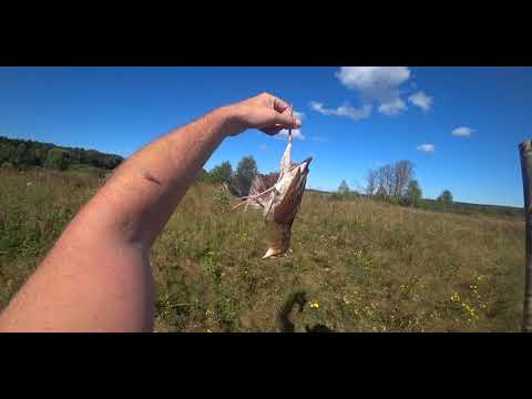 Видео: Охота с легавыми собаками.