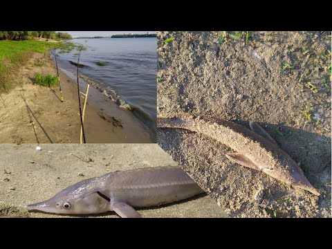 Видео: Попали на хороший клев СТЕРЛЯДИ, и Леща! В центре Омска!Прямо в парке!