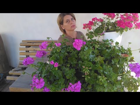 Видео: Что делать с плющелистной пеларгонией после зимы