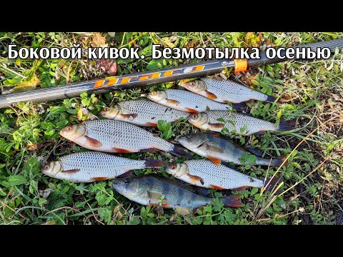 Видео: 30 сентября 2023. Безмотылка осенью! Плотва и окунь на боковой кивок! Mifine Draco 800.