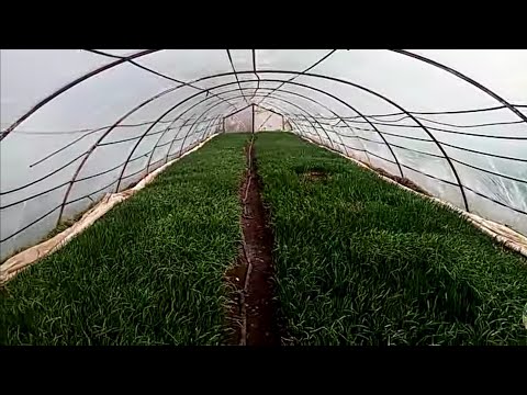 Видео: Бізнес в селі. Цибуля на перо готова до вживання.