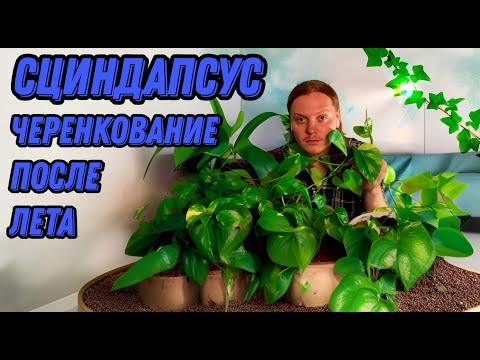 Видео: Черенкование огромного сциндапсуса после лета. Как легко укоренить сциндапсус и какой он в джунглях.