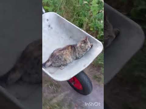 Видео: Це відео зробить ваш день.