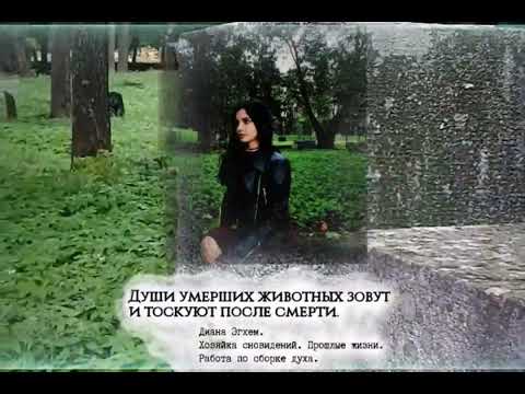 Видео: Души умерших животных зовут и тоскуют после смерти.