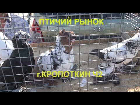 Видео: 30.08.20.Птичий Рынок г.Кропоткин ч2.08/30/2020. Bird Market, Kropotkin, part 2.