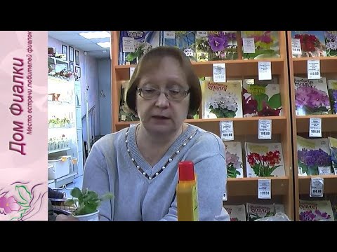Видео: ДФ."Сенполии.Секреты мастерства". В.А.Хохлова