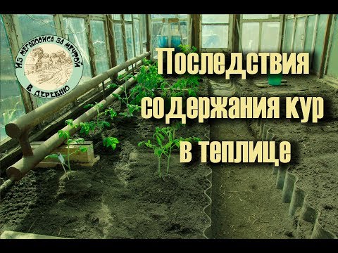 Видео: Последствия содержания птицы🐧 в теплице🌱