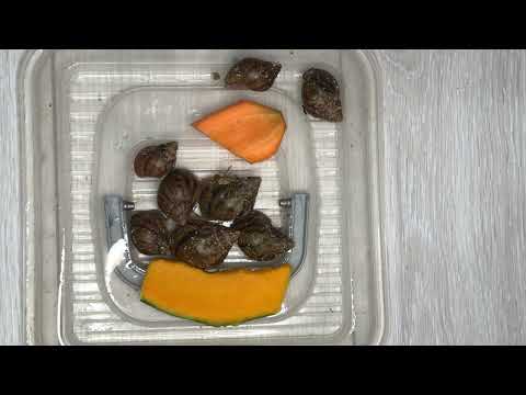 Видео: Умерла улитка|Почему умирают улитки Ахатины?|Причины|С какими проблемами столкнулась я?