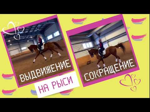 Видео: ВЫДВИЖЕНИЕ И СОКРАЩЕНИЕ ЛОШАДИ НА РЫСИ