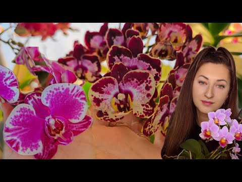 Видео: СНОГСШИБАТЕЛЬНЫЕ ОРХИДЕИ моей КОЛЛЕКЦИИ с НАЗВАНИЯМИ Ирина Давтян