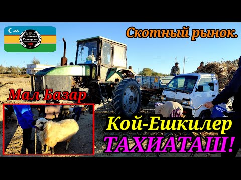 Видео: МАЛ БАЗАР СКОТНЫЙ РЫНОК LIVESTOK MARKET#тахиаташ#каракалпакистан#бахалары#цены#кой#кошкар#ылак#козы