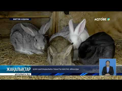 Видео: Қоян шаруашылығы табысты кәсіпке айналды