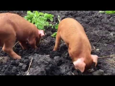 Видео: Поросята Дюрок. Плохие и хорошие новости. Прибавление в хозяйстве. Немного отдохнули на рыбалке)