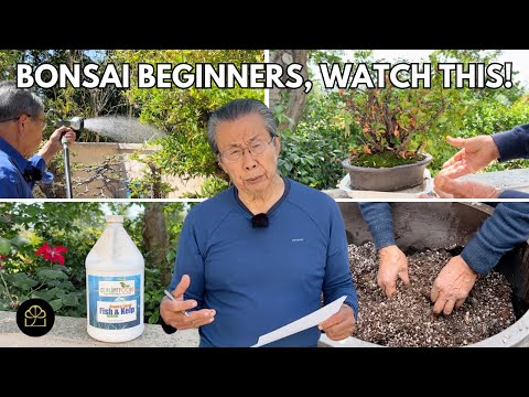 Видео: Всё о поливе, почве и удобрении для начинающих бонсай