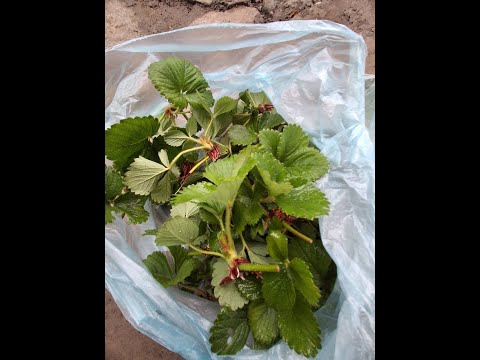 Видео: распаковка посылок