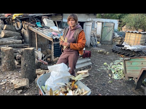 Видео: Скільки ж насипала попкормова кукурудза 🌽 в цьому році в селі
