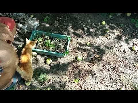 Видео: Как размножить Катальпу черенками Ч 2