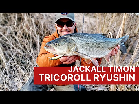 Видео: Jackall Timon Tricoroll Ryushin. Воблеры для ловли форели, голавля, жереха на течении