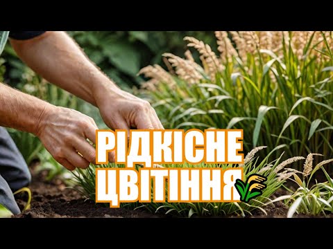 Видео: Рідкісне цвітіння міскантусів та ериантусу: Як посадити та доглядати | Ландшафтний дизайн для саду