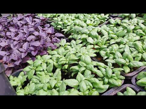 Видео: Базилик весной,  выращивание в горшочках, в кассетах, на рассаду.