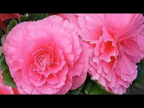 Видео: 🌺🌺🌺‼️ БЕГОНИИ-МОИ ОШИБКИ И МОЯ РАДОСТЬ ПРИ РАБОТЕ С НИМИ🌺🌺🌺