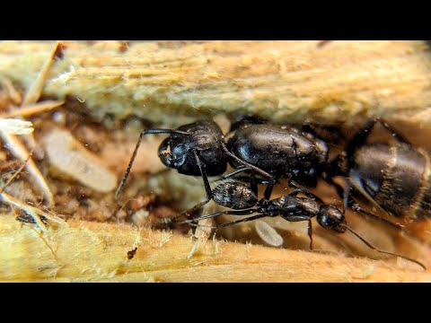 Видео: ЛОВИМ CAMPONOTUS VAGUS! МУРАВЬИНЫЙ ЛЁТ!