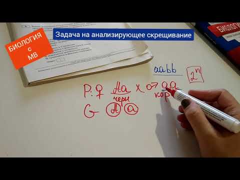 Видео: Задача на анализирующее скрещивание. Самое главное.