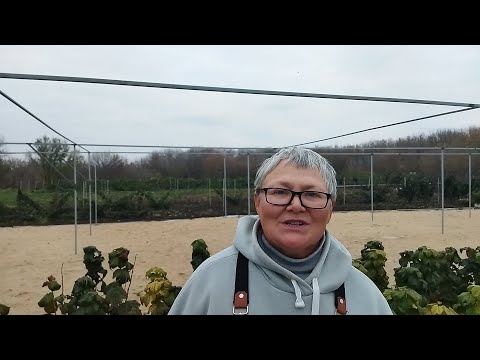 Видео: Какие саженцы черной смородины посадили себе. Пригород Воронежа.