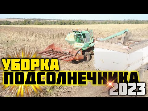 Видео: Уборка подсолнечника 2023. Сорт ЛОНДОН