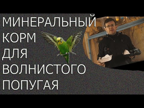 Видео: Чем кормить попугая.Минеральные корма