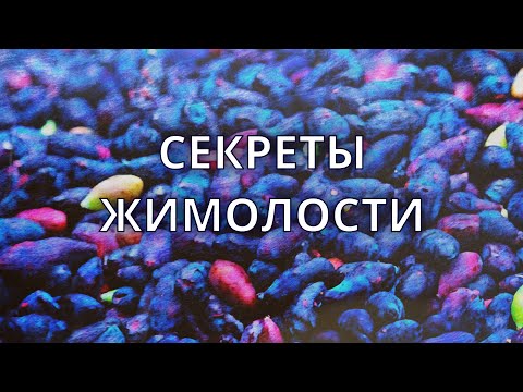 Видео: Секреты жимолости