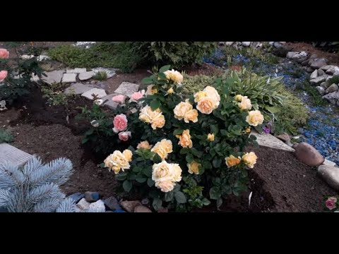 Видео: ✿➽ Цветут розы в саду 2023 часть 2
