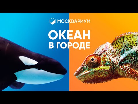 Видео: Москвариум